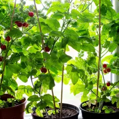 Små tomatplantor i krukor vid fönstret, med både gröna och röda tomater som växer. En härlig syn för den som vill odla tomater.