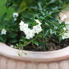 Zarte weiße Blüten auf dunklem Grün. Vorsicht, dieser Jasmin ist giftig und sollte nicht verzehrt werden.