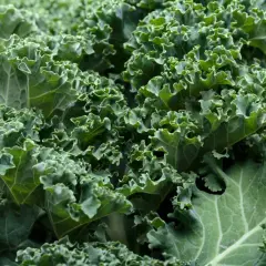 Zielony, pofałdowany jarmuż, pełen witamin i minerałów. Jego jarmuż właściwości zdrowotne czynią go superfood.