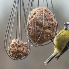 Ein Blaumeise pickt an einem Fettball, welches vogelfutter im winter.