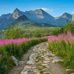 Kamienista ścieżka wśród kwitnących wierzbówek w słowackich Tatrach. Warto mieć ubezpieczenie w Tatry Słowackie na takie wyprawy.