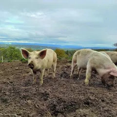 Trois cochons profitent de l'alimentation porc plein air dans un paysage vallonné. L'un regarde la caméra, les autres fouillent le sol.
