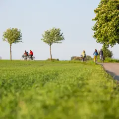 Cykeltur genom Skånes gröna landskap, perfekt för en vistelse på ett vandrarhem Skåne.