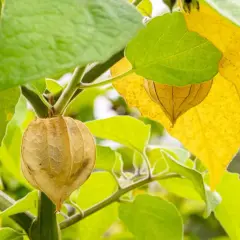 En mogen ananas physalis hänger i sin pappersliknande hölje bland gröna och gula blad.