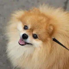 Un adorable perro pomerania con pelaje dorado y ojos curiosos mira hacia arriba, con la lengua fuera y una correa negra.