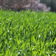 Zbliżenie na gęstą, zieloną trawę na trawniku, z rozmazanym tłem.