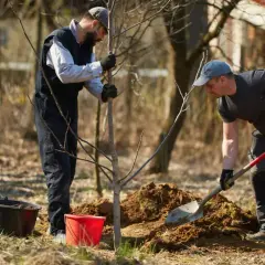 Dwóch mężczyzn sadzi drzewko. Jeden przytrzymuje pień, drugi kopie ziemię. Może to orzech włoski, który Jacek zasadził w ogrodzie.