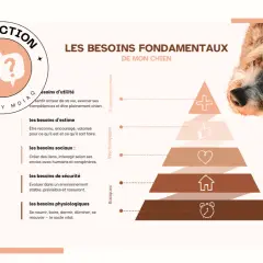 Pyramide des besoins fondamentaux de mon chien : utilité, estime, sociaux, sécurité, physiologiques. Comprendre le besoin du chien pour son bien-être.