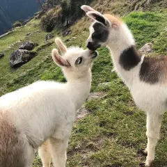 Dwa urocze **baby alpaca** przytulają się na zielonym zboczu.