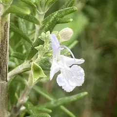 Une délicate fleur de romarin, ornée de perles de rosée, s'épanouit sur une tige verte.