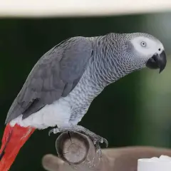 Szara papuga żako z czerwonym ogonem siedzi na gałęzi. Zastanawiasz się nad papuga żako cena?