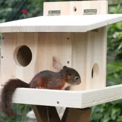 Ein junges Eichhörnchen, ein niedliches Kobel-Tier, sitzt auf dem Brett eines hölzernen Nistkastens im Garten.
