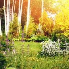Słoneczny ogród naturalistyczny z białymi i fioletowymi kwiatami, zieloną trawą i drzewami brzozowymi w tle.