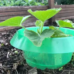 Jungpflanze im grünen Schneckenschutz. Die Blätter sind frisch und grün, die Erde ist dunkel und feucht. Ein kleiner Schutz gegen astern schnecken.