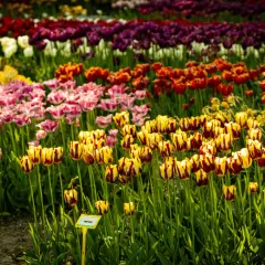 Wiosna to idealny czas, by podziwiać kwitnące tulipany. Kiedy sadzić tulipany? Jesienią, by wiosną cieszyć się ich pięknem.
