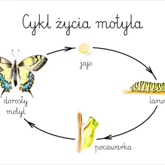 Jak rozmnażają się motyle? Odkryj ich niezwykły cykl życia
