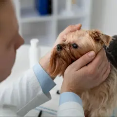 Wet nose, sad eyes. Wet Yorkshire terrier pies ma katar i charczy, weterynarz go bada.
