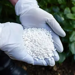 Ręce w białych rękawiczkach trzymają białe granulki. Zastanawiasz się, ile siarczanu amonu na 10 l wody potrzebujesz do nawożenia?
