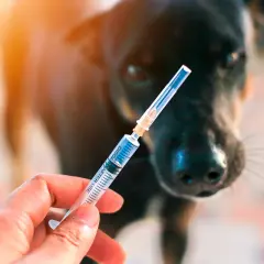Jeringa con vacuna pentavalente para perros, lista para proteger a tu fiel amigo.