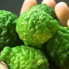 Fünf grüne Kaffirlimetten liegen in einer Hand. Ihre raue Schale und die gelben Flecken deuten auf die vielfältige bergamotte verwendung in der asiatischen Küche und Aromatherapie hin.