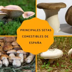 Variedad de setas de temporada, incluyendo boletus y champiñones, listas para ser recolectadas y degustadas en España.