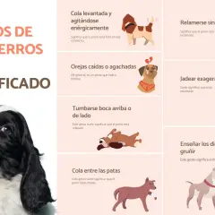 Un Cocker Spaniel sonríe en la imagen principal, mientras que otras ilustraciones muestran gestos caninos y sus significados. Los perros sonríen cuando están felices.