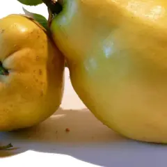 Kiedy jest sezon na pigwę? Odkryj najlepszy czas na zbiory