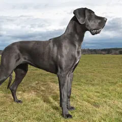 Un majestuoso Gran Danés, digno de estar entre los top 5 perros más grandes del mundo, posa en un campo verde.