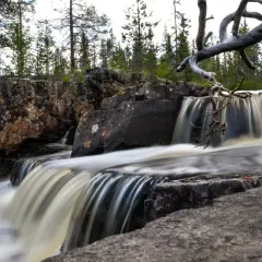 Helvetesfallet Orsa: Vatten forsar över stenar i en skogsmiljö. En död gren hänger över fallet.