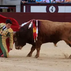 Isaac Fonseca, torero, se arrodilla ante un toro bravo en la arena.