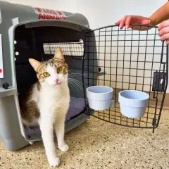 Un chat tigré sort d'une caisse plastique pour chien, prêt pour son voyage.