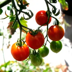 Busktomater i kruka hänger mogna och gröna. Solen lyser på de röda tomaterna som snart är redo att plockas.