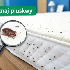 Po długiej walce w końcu wygrałam z pluskwami! Na materacu widać ślady po nich, ale teraz jest czysty.