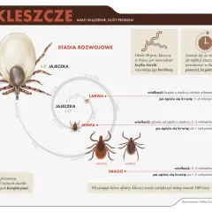 Czy kleszcz sam odpadnie? Ryzyko, usuwanie i choroby - poznaj fakty