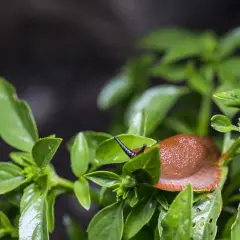 Lumaca marrone su foglie di basilico mangiucchiato.
