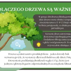 Drzewo ekologiczne, symbol życia i czystego powietrza, ochładza otoczenie, filtruje wodę i pochłania CO2.