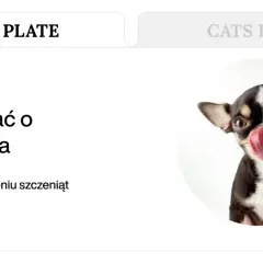 Uroczy szczeniak chihuahua z językiem na nosie, idealny do artykułu "Jak zadbać o szczeniaka".