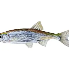 Słonecznica ryba, mała, srebrzysta, z zielonym pasem wzdłuż grzbietu i charakterystycznym okiem.