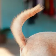 De repente mi perro no levanta la cola: causas y soluciones efectivas