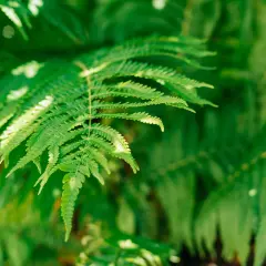 Un primo piano di una foglia di felce verde brillante, con altre felci sfocate sullo sfondo.