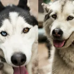 Jak odróżnić husky od malamuta - kluczowe różnice i cechy