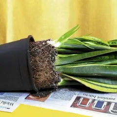 Zbyt duży korzeń w doniczce? Sprawdź, kiedy przesadzać kwiaty doniczkowe kalendarz.
