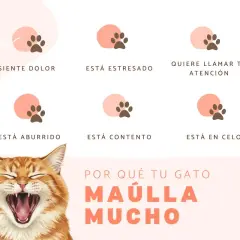 Un gato naranja bosteza, con seis iconos de huellas de pata que explican por qué mi gato maulla mucho por la noche: dolor, estrés, atención, aburrimiento, contento o celo.