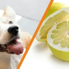 Czy pies może jeść pomelo - poznaj zasady bezpiecznego karmienia pupila