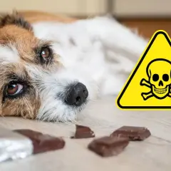 Ein trauriger Hund liegt neben Schokoladenstückchen und einem Warnschild. Xylit ist für Hunde hochgiftig!