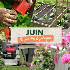 Juin au potager : des mains plantent des tomates, un carré potager est prêt, des roses éclosent.