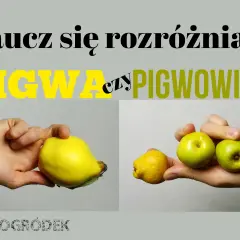 Naucz się rozróżniać: pigwa czy pigwowiec. Na zdjęciu porównanie owoców: duża, żółta pigwa w lewej dłoni i małe, zielone owoce pigwowca w prawej.
