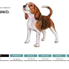Ilustracja beagla z różową obrożą, pokazująca jak zmierzyć psa w kłębie. Tabela rozmiarów obroży.