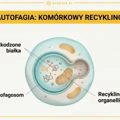 Autofagia: komórkowy recykling. Ilustracja pokazuje, jak autofagosom otacza uszkodzone białka i organelle, przygotowując je do recyklingu w komórce.