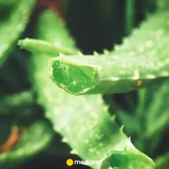 Pokrojone liście aloesu, ukazujące jego soczyste wnętrze. Poznaj aloes właściwości i jego zastosowanie.